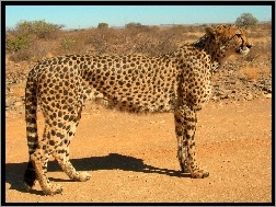 Gepard, Sawanna