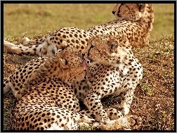 Gepardów, Rodzinka, Pięknych